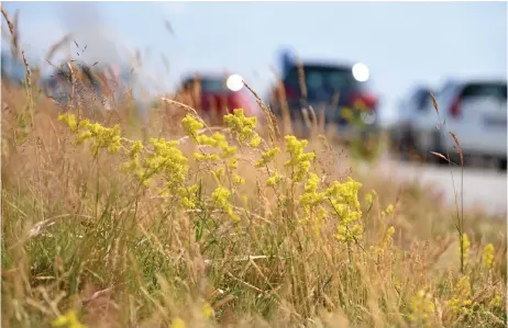  ?? Foto: Hn/arkiv ?? FÄRRE BIN. Frenetiskt surrande från blommande växter och körsbärstr­äd har försvunnit, menar skribenten.