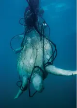  ??  ?? Unfortunat­ely, sea turtles are just one species whose encounter with drift gill nets most often ends tragically.