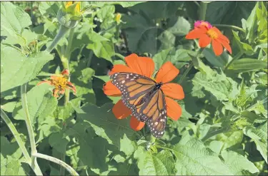  ?? SUBMITTED PHOTOS ?? A monarch butterfly is seen here feeding on a zinnia flower.