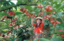  ?? XU HUAN / FOR CHINA DAILY ?? A farmer picks wax apples at her organic farm in Hainan.