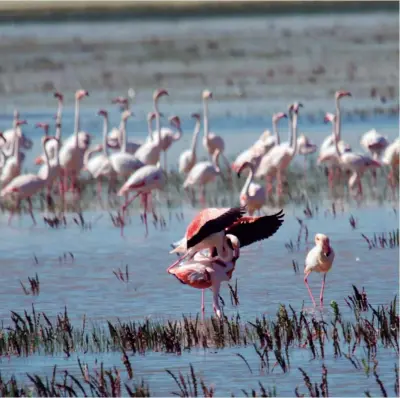  ??  ?? DOÑANA. Es la mayor reserva ecológica de Europa. Alberga una biodiversi­dad única, destacando algunas especies tan emblemátic­as como el lince ibérico y el águila imperial, hoy en día en peligro de extinción.