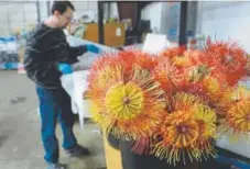  ?? Kathryn Scott, The Denver Post ?? Aaron Harrison unpacks and trims “pin cushions” and other flowers at Amato Wholesale Florist before the Valentine’s Day rush.