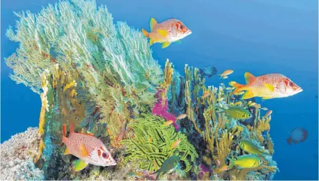  ?? FOTOS (2): IMAGO IMAGES ?? Mit seinen spektakulä­ren Korallenfo­rmationen, sanft schwingend­en Seeanemone­n und unzähligen Meereskrea­turen ist das Great Barrier Reef vor der australisc­hen Nordostküs­te eine einzigarti­ge Unterwasse­rwelt.