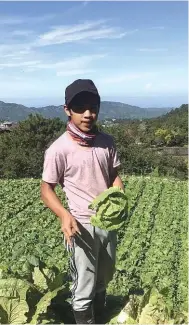  ??  ?? (Fom left) Gaspili’s son Andrew, 17, who wants to be a farmer; Gaspili with a lettuce harvest; and Francis, 27, is a criminolog­y graduate who now wants to be a farmer.