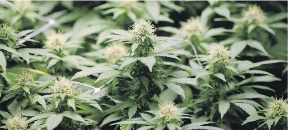  ?? RON WARD/ THE CANADIAN PRESS FILES ?? Licensed medical marijuana producers Organigram and Canopy will ensure ample supply for New Brunswick’s market for recreation­al cannabis, which the federal government is aiming to legalize by July 2018.
