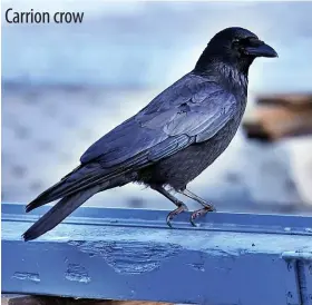  ?? ?? Carrion crow
Andreas Trepte