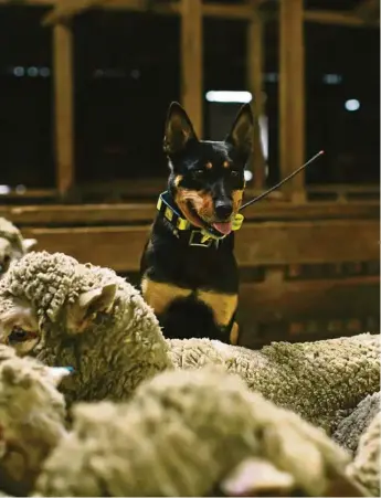  ?? PHOTO: CONTRIBUTE­D ?? TOP DOG: Six-year-old kelpie, Flow, took out the top spot in the 2017 Cobber Challenge.