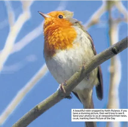  ??  ?? A beautiful robin snapped by Keith Rylance. If you have a stunning picture, then we’d love to see it. Send your photos to us at viewpoints@men-news.co.uk, marking them Picture of the Day