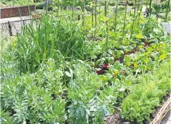  ??  ?? From pest control to compost choices - there’s many easy changes gardeners can make to become more organic