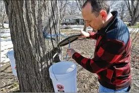  ?? BILL LACKEY/STAFF ?? Jesse Crawford checks to see how much tree sap he’s collected in a bucket hanging on a maple tree in his yard Thursday. Crawford has tapped several trees on his property for the first time in hopes of making and bottling maple syrup.