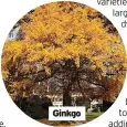  ?? ?? Ginkgo