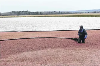  ??  ?? Cranberrie­s float to the top of flooded fields after special machinery is used to slip the fruit off of its wines in preparatio­n for a wet harvest.