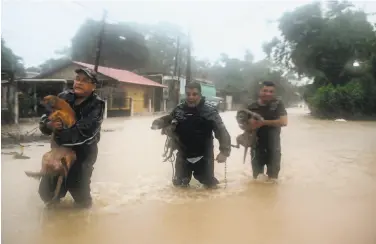  ?? Johan Ordonez / AFP via Getty Images ?? Men rescue dogs from flooded homes in Puerto Barrios, Guatemala. Hurricane Eta made landfall Tuesday.