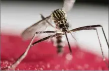  ?? JEFFREY ARGUEDAS/EFE, TNS ?? Chinese researcher­s have pinpointed the single genetic change that made the Zika virus such a danger to pregnant women and their babies.