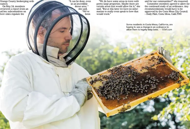 Buzz over legalising backyard beehives PressReader