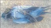  ?? HT ?? As many as 33 birds have died since February due to poisoning.