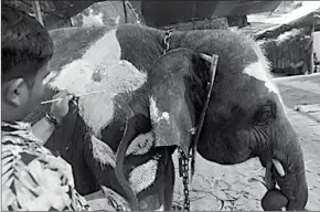  ??  ?? Een olifant die vlak voor een religieuze ceremonie wordt versierd met verf. (Foto: AFP)