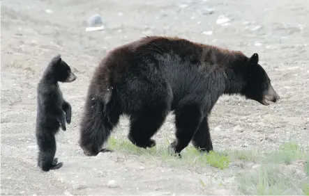  ?? SYLVIA DOLSON ?? The City of Coquitlam says it hands out a travel guide to all local hotels, which includes informatio­n related to wildlife safety.