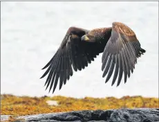  ?? Grant Photograph by Justin ?? The photograph shows a Mull chick at ringing time in June 2019.