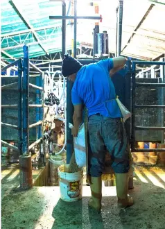  ??  ?? Working at a dairy farm in San Silvestre.