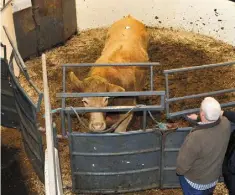  ??  ?? This 865kg April 2015 Charolais X bullock sold for €2,300 at the 50th Anniversar­y Sale in Kilcullen Mart.