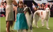  ??  ?? Seven-year-old Raina McCloskey is seen with her Borzois in the judging area.