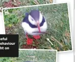  ??  ?? A resourcefu­l puffin’s behaviour was caught on camera.