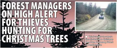  ??  ?? Thief caught on camera (inset) stealing a Christmas tree from Clocaenog Forest in Denbighshi­re