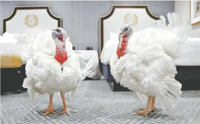  ?? AP ?? Pavos esperan en su suite al “indulto” presidenci­al por el Día de Acción de Gracias.