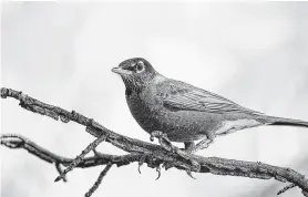  ?? Photos by Kathy Adams Clark / Contributo­r ?? American robins sing multituned “chirrup-chirrup” tunes. Bird songs resonate within the syrinx, which allows birds to sing with beaks closed.