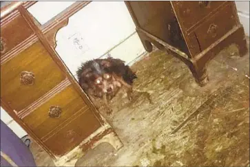  ?? Photograph­s by Riverside County Animal Services ?? RIVERSIDE COUNTY authoritie­s found dozens of dogs in the Coachella home of Deborah Culwell. Despite the home’s filth, many canines appeared to be somewhat healthy but some were aggressive or fearful, they say.