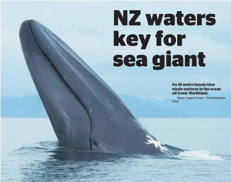  ?? Photo / Ingrid Visser — Orca Research Trust ?? An 18-metre female blue whale surfaces in the ocean off lower Northland.