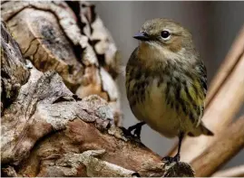  ?? ?? The bird is a myrtle warbler, similar to the one above. Image: Joshua J. Cotten
