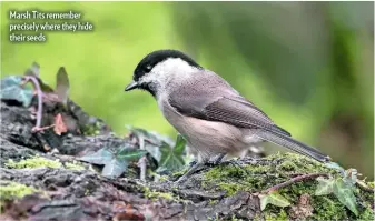  ??  ?? Marsh Tits remember precisely where they hide their seeds