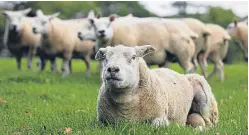  ??  ?? Cattle numbers continued their long-term decline, pig numbers were little changed, while sheep increased for the fourth consecutiv­e year, according to the Government’s latest agricultur­al census.