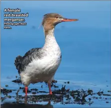  ?? Photograph: Alex Penn. ?? A female red-breasted merganser.