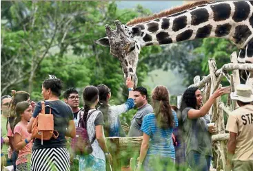  ?? — AFP ?? Animals in need: Visitors petting a giraffe at the Joya Grande zoo in Santa Cruz de Yojoa.