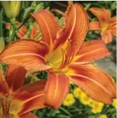  ?? TORONTO STAR FILE PHOTO ?? 1. Day lilies, or hemerocall­is, are almost totally insect- and disease-free.