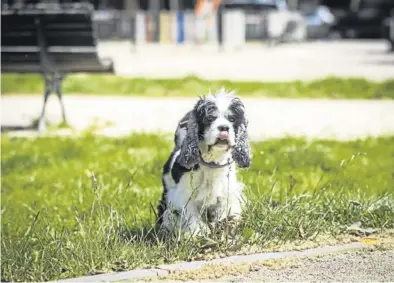  ?? CHUS MARCHADOR ?? A partir de junio, el ADN de todos los perros tendrá que aparecer en el Registro de Animales de Compañía.