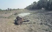  ??  ?? La sequía comienza a causar de nuevo mortandad de animales vacunos en el Chaco.