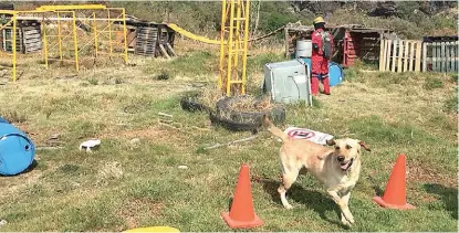  ?? ESPECIAL ?? Los cuidados a la salud en casos de contingenc­ias ambientale­s también deben incluir a nuestras mascotas