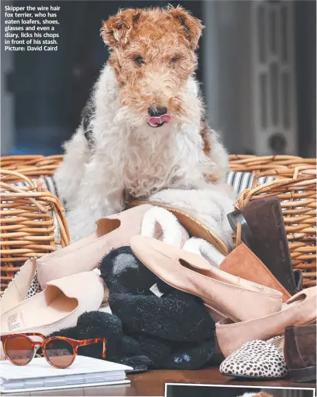  ?? Picture: David Caird ?? Skipper the wire hair fox terrier, who has eaten loafers, shoes, glasses and even a diary, licks his chops in front of his stash.