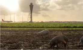  ?? Photograph: Roger Cremers ?? The pigs eat the food that attracts the flocks to the land by Schiphol’s runways, and also chase any birds that land.