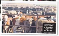  ??  ?? Intensive: A feedlot in Texas