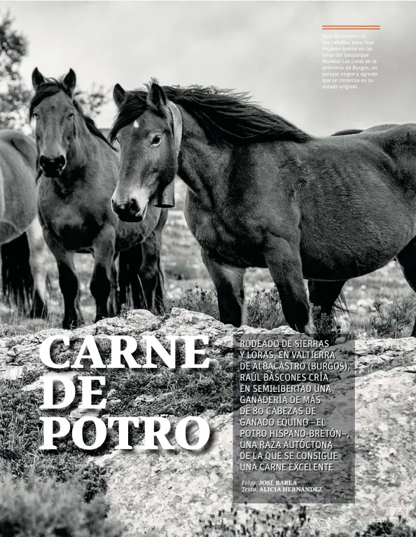  ??  ?? Raúl Báscones cría sus caballos pura raza hispano-bretón en las loras del Geoparque Mundial Las Loras en la provincia de Burgos, un paisaje virgen y agreste que se conserva en su estado original.