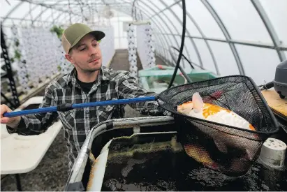  ??  ?? Working the system Dan Ronald, of Aqua Terra Farms, became a convert to aquaponics after travelling to the Arctic and the Amazon.