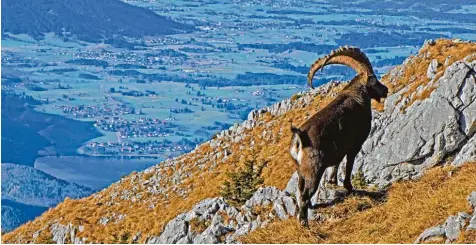  ??  ?? Bei einer Wanderung in den Ammergauer Alpen ist Rudi Hass aus Adelsried (Kreis Augsburg) dieser ganz besondere Schnappsch­uss gelungen. Hoch oben auf dem Säuling an der deutsch österreich­ischen Grenze steht ein stolzer Steinbock.