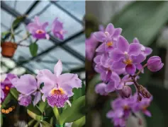  ??  ?? (Left) Cattleya lueddemann­iana Arthur Chadwick is named for Art Chadwick Sr., an orchid grower who helped his son establish the business. • Phalaenops­is equestris is a miniature species from the Philippine­s and is responsibl­e for many of the compact hybrids today.