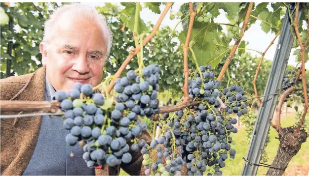  ?? FOTO: PATRICK SEEGER/DPA ?? Am Arbeitspla­tz: Winzer Fritz Keller steht im Kaiserstuh­l in Baden-Württember­g vor Reben der Sorte Cabernet Sauvignon.