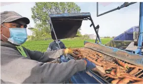  ?? FOTO: IMAGO ?? Ein Landarbeit­er bei der Karottener­nte in Maccarese bei Rom. In ganz Italien fehlen rund 250.000 Erntehelfe­r.